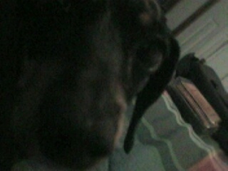 mitzy8.jpg (19794 bytes)